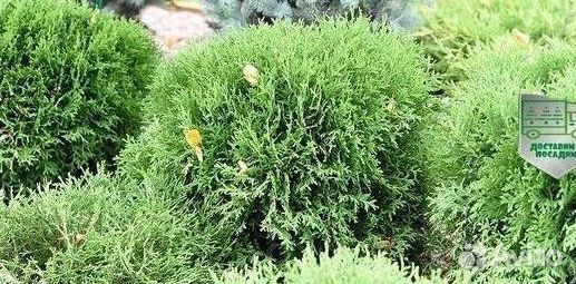 Туя Глобоза