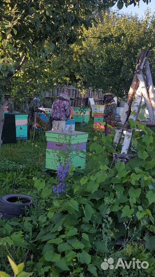 Пасики для пчеловода