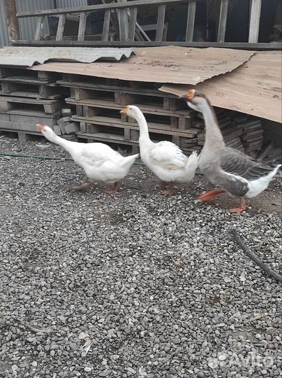 Гуси и Гусята