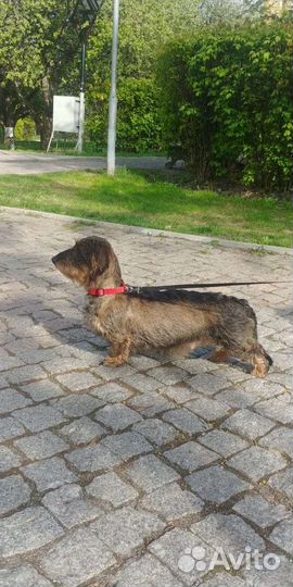 Щенки жесткошерстной таксы