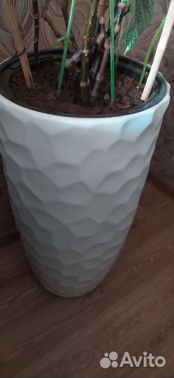 Цветок Бегония