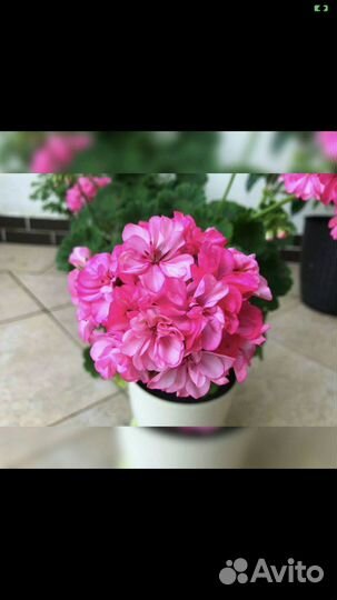 Пеларгония герань Occold Lagoon