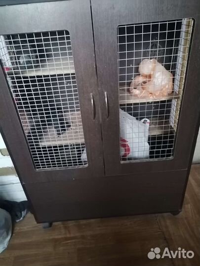 Витрина для шиншилл