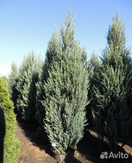 Скальный Блю Эрроу