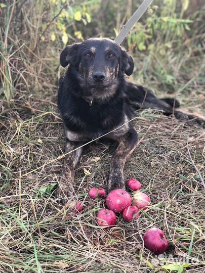 Дина, молодая собака