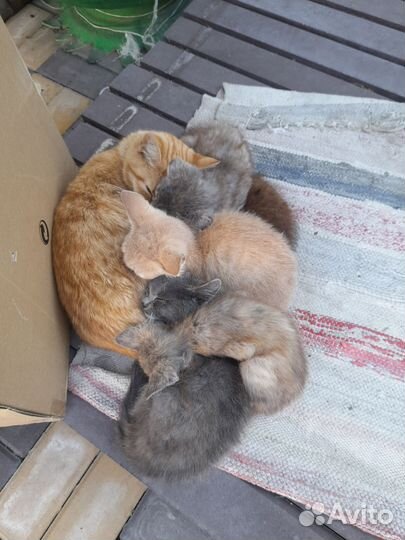 Котята в добрые руки