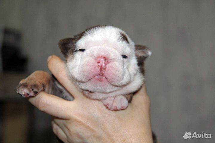 Английский бульдог