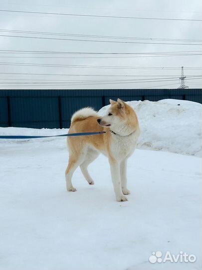 Акита девочка