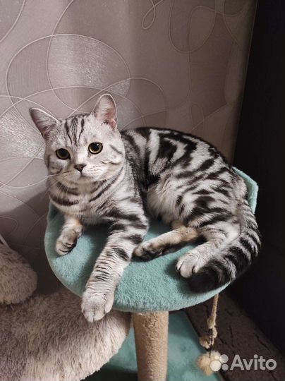 Вязка шотландский котик