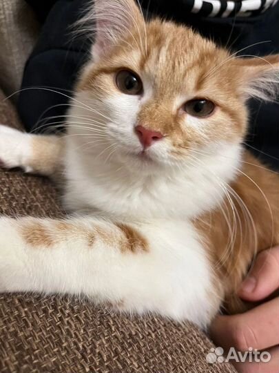 Кошка