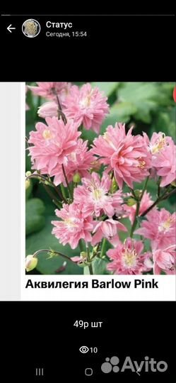 Саженцы цветов