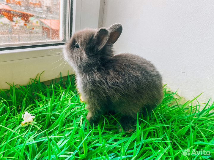 Карликовый кролик