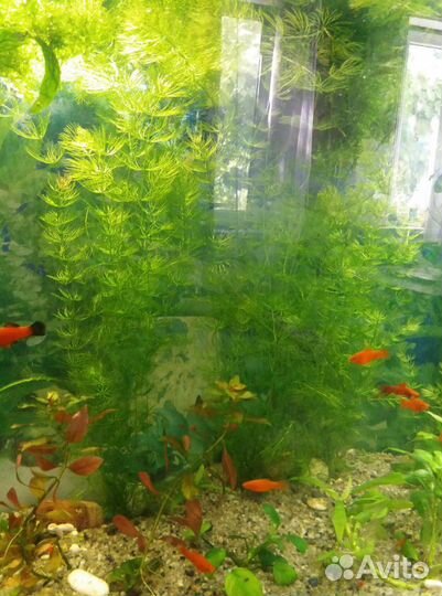 Рыбы, растения