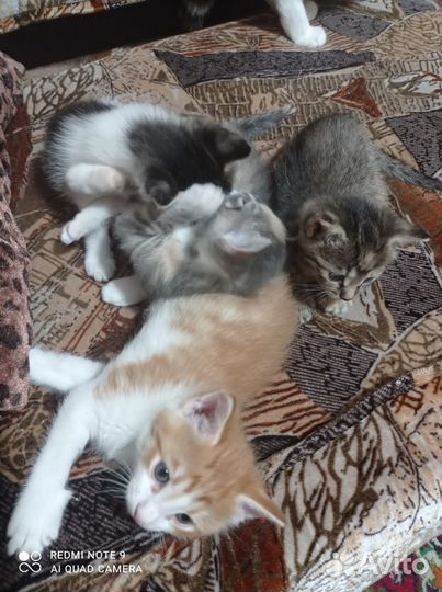 Кошечки в добрые ручки