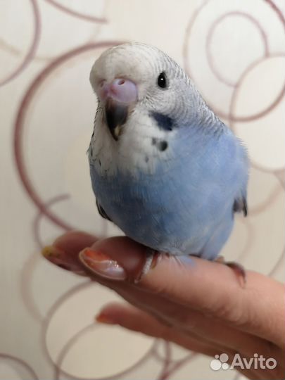 Попугай волнистый получех самец