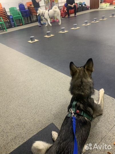 Услуги кинолога