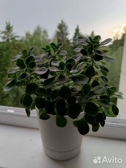 Аихризон Гуччи. Дерево любви. Комнатное растение