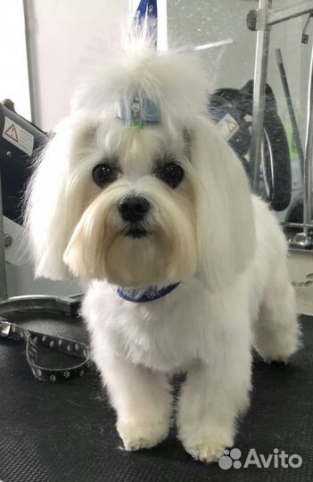 Стрижка собак