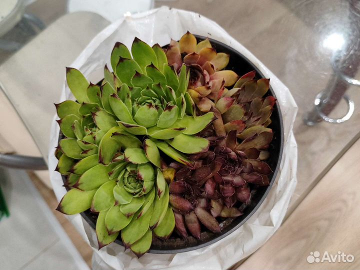 Молодило каменная роза