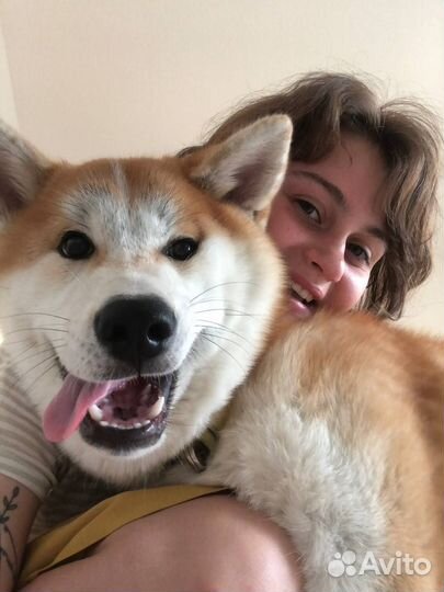 Кинолог с выездом / Дрессировка собак