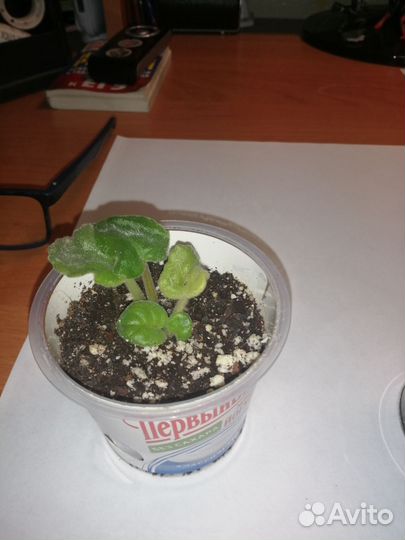 Детки сортовых фиалок