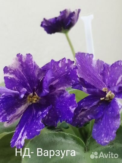 Черенки сортовых фиалок срез