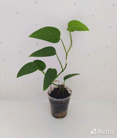 Сциндапсусы