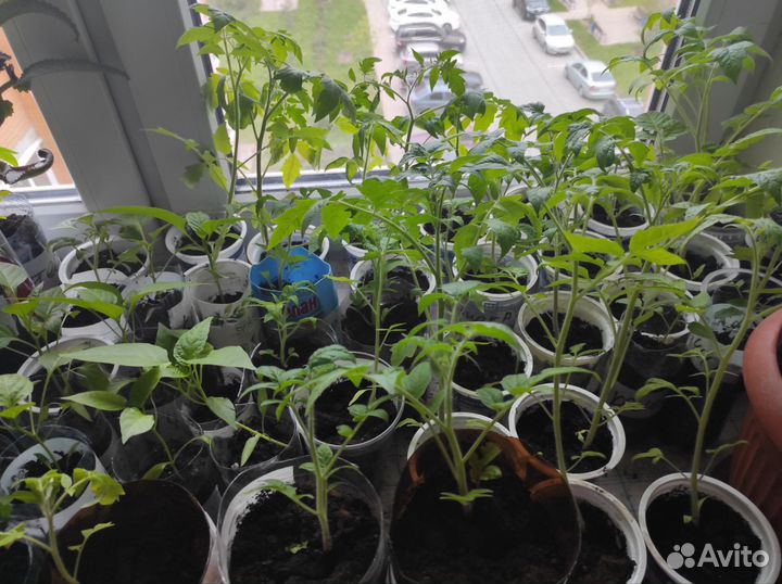 Рассада перцев