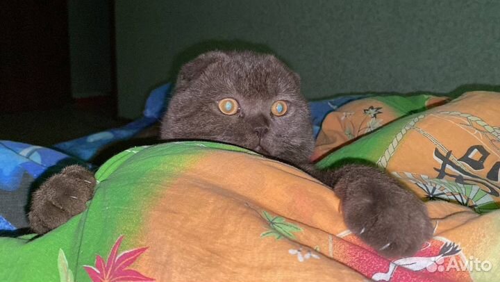 Шотландский вислоухий кот