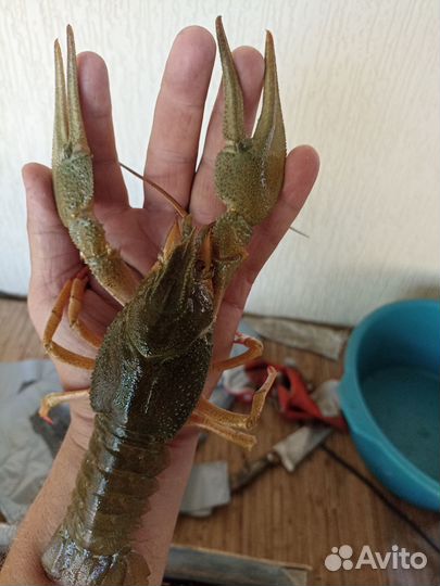 Раки,рыба в Гулькевичи