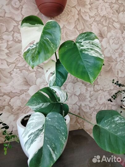 Монстера вариегатная альба