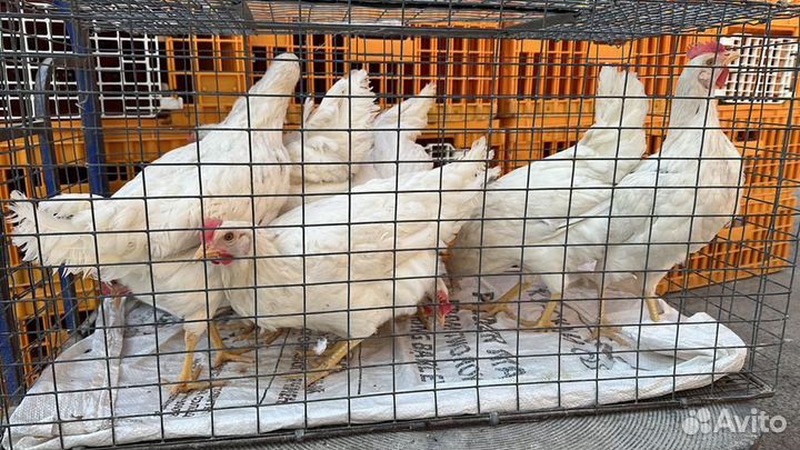 Куры молодки несушки Доминант