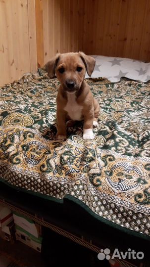 Щеночек метис