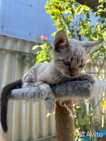 Бенгальские котята