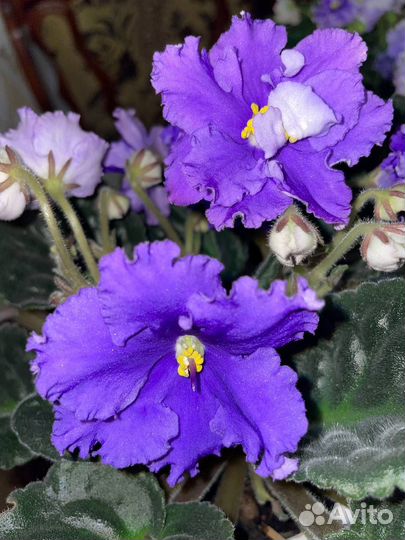 Сортовые фиалки