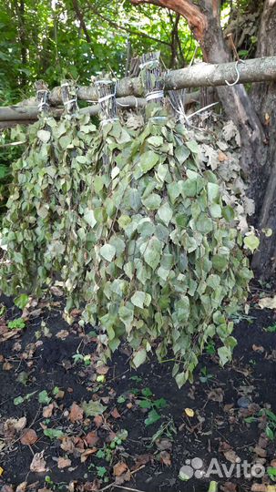 Веник берёзовый