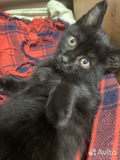 Котенок мальчик бесплатно в добрые руки