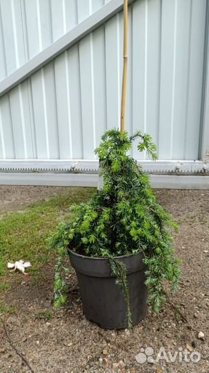 Тсуга, микробиота информация в описании