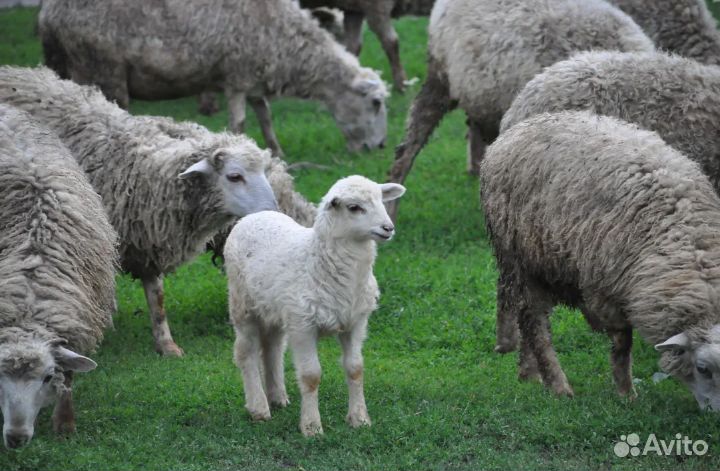 Овцы бараны