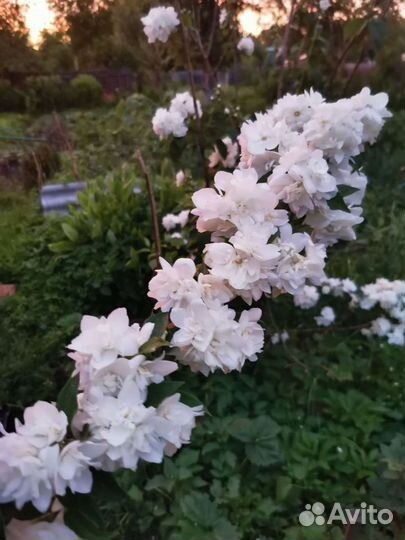 Жасмин махровый