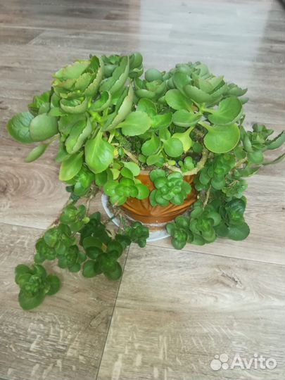 Комнатные цветы