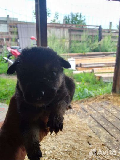 Восточноевропейская овчарка