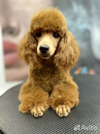 Ищем моделей в школу груминга (стрижка собак)