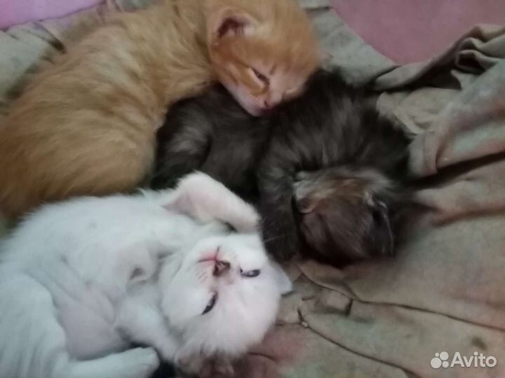 Котята в добрые руки