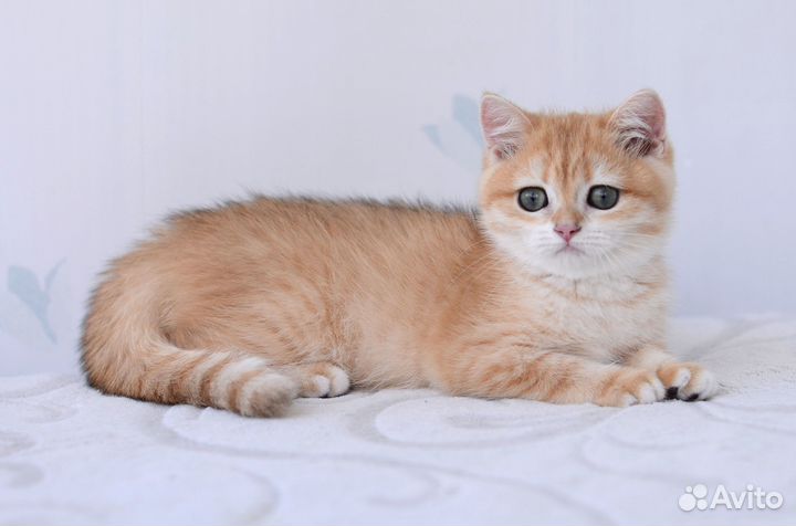 Котята золотая шиншилла