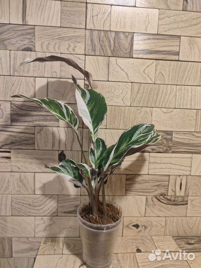 Калатея white fusion