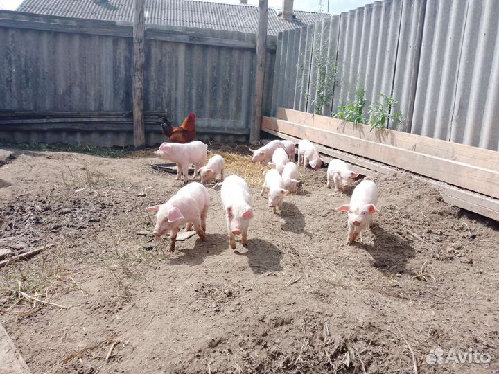 Продаю поросят