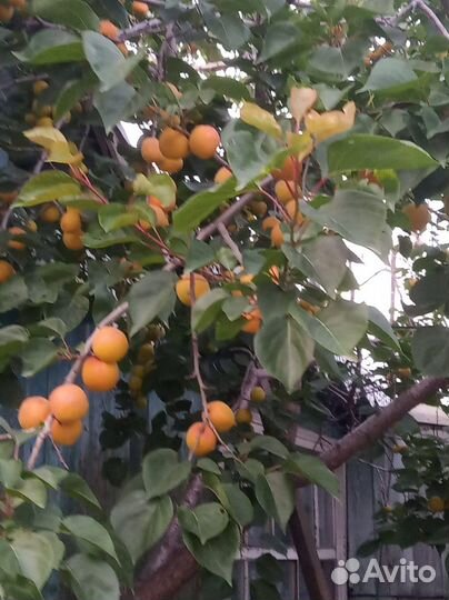 Абрикос Краснощёкинский