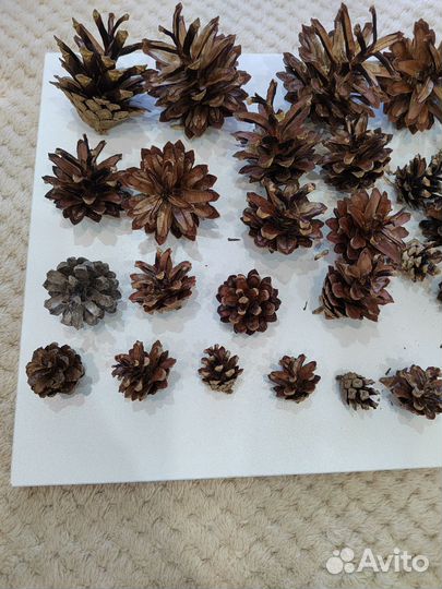 Шишки сосновые