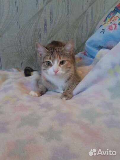 Кошка в дар бесплатно